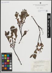 Foto von Salix arbuscula L.